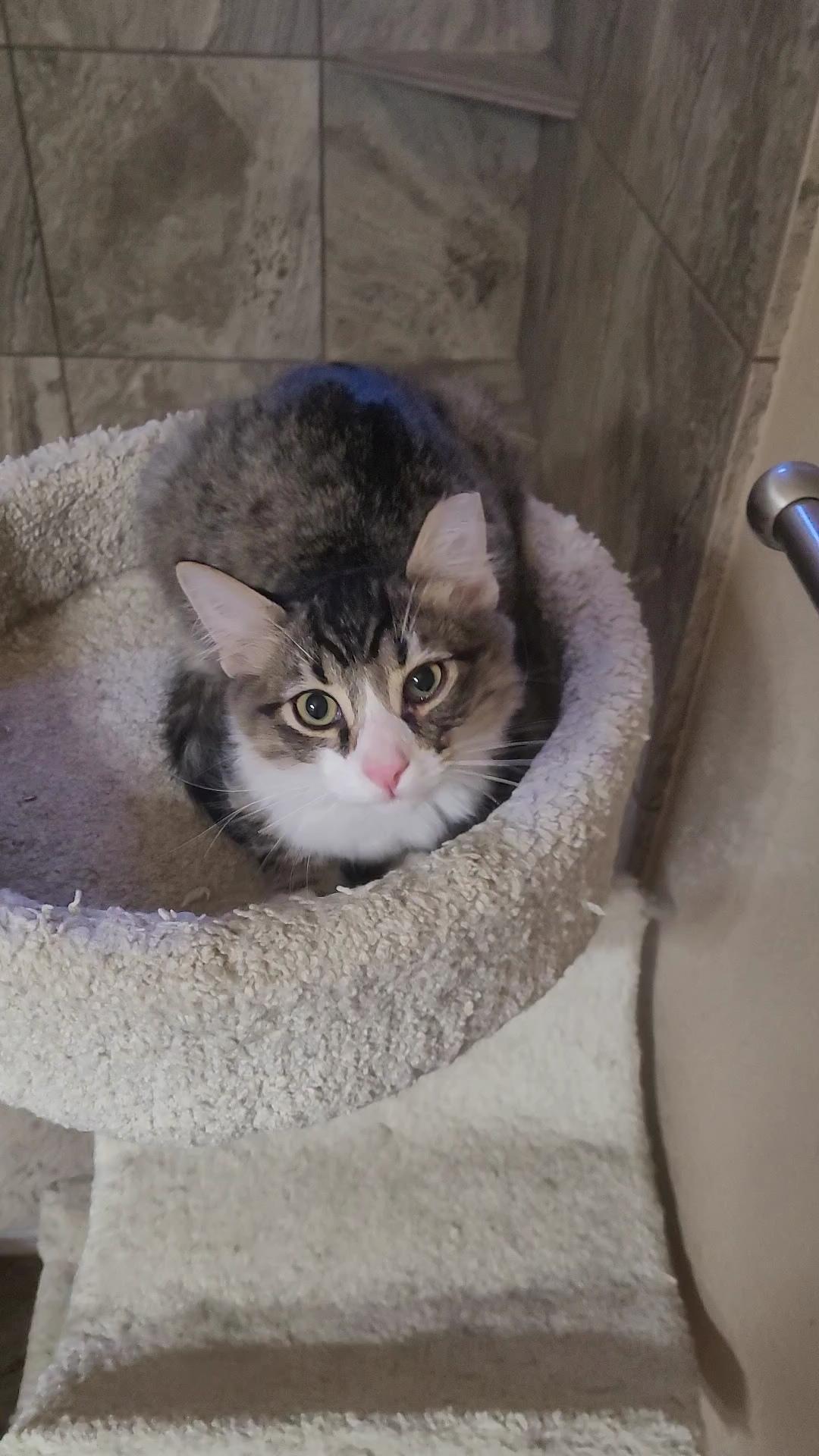 Enlarge DOBBY, a ADOPTABLE mixed breed in Escalon, CA image 2/6