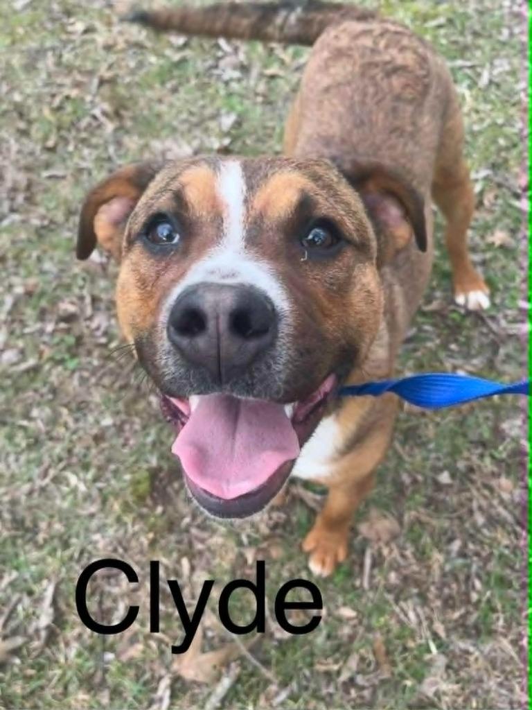 CLYDE, Adoptable, Young Male Mixed Breed.