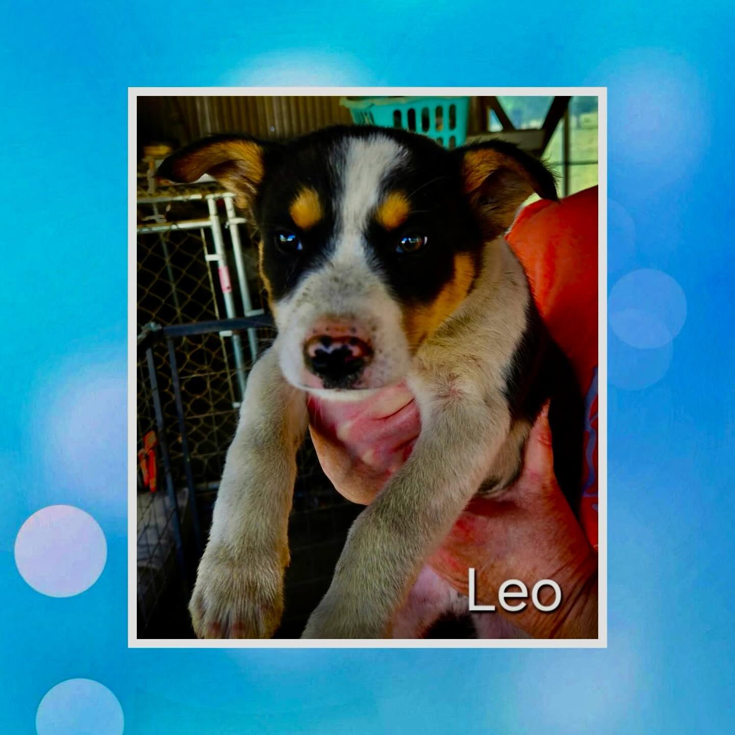 Leo, ADOPTABLE, Young Male Australian Cattle Dog / Blue Heeler & Retriever.