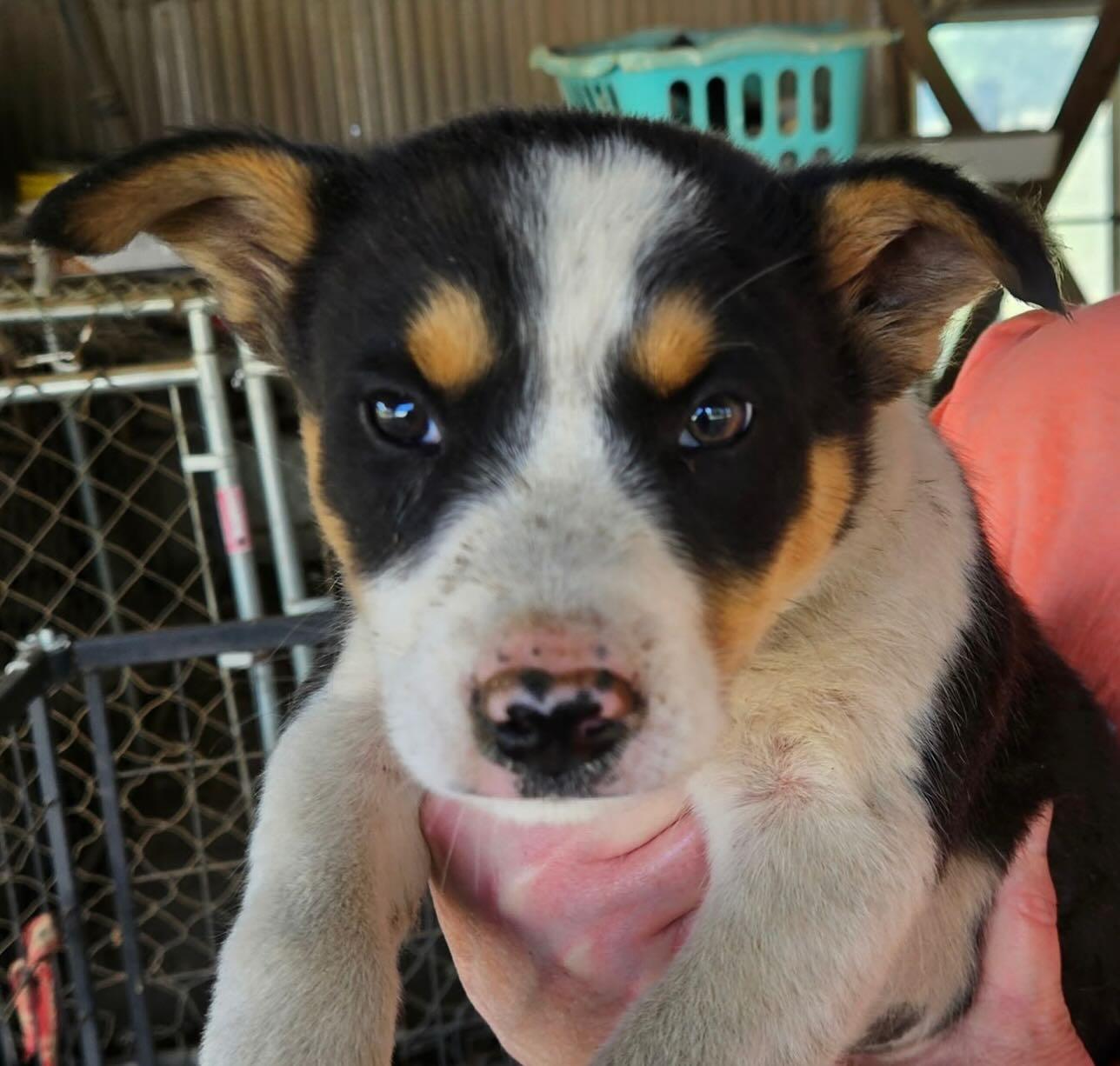 "L" boy, a ADOPTABLE mixed breed in Raleigh, NC image 2/5