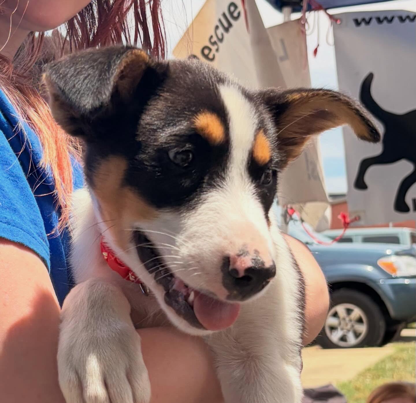 Leo, a ADOPTABLE mixed breed in Raleigh, NC image 5/6