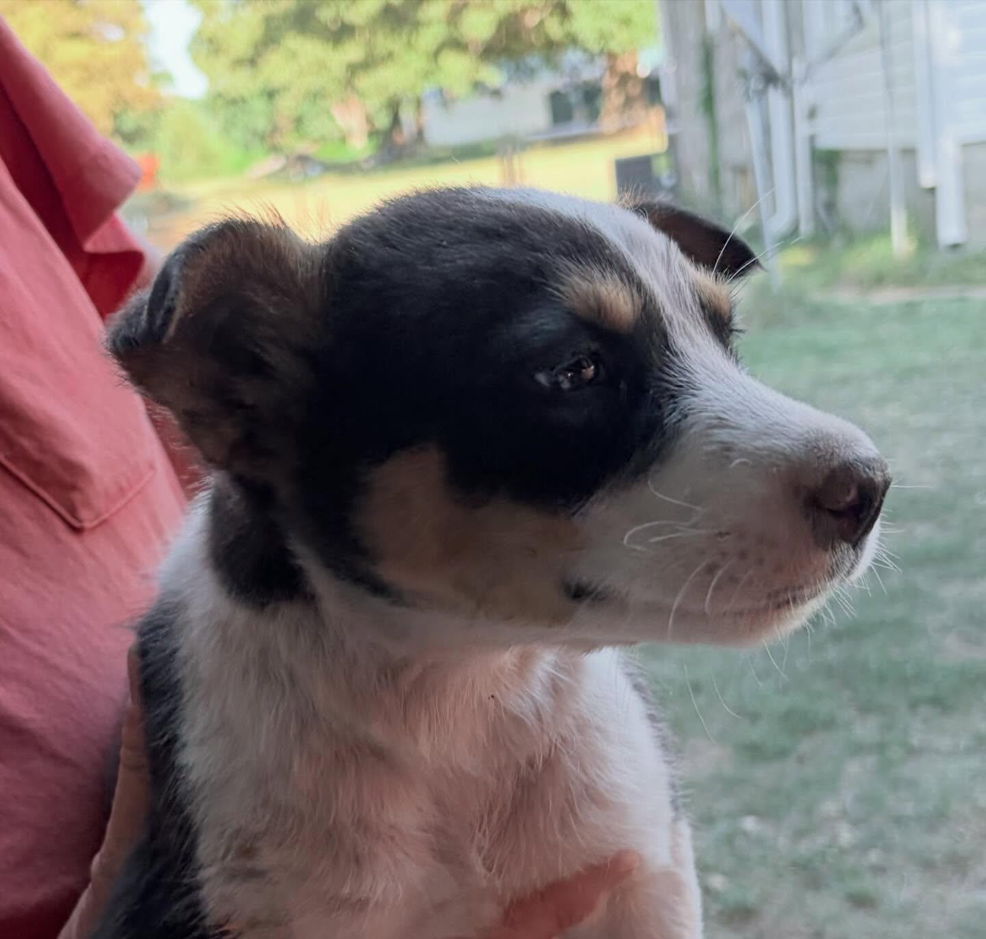 "L" boy, a ADOPTABLE mixed breed in Raleigh, NC image 4/5