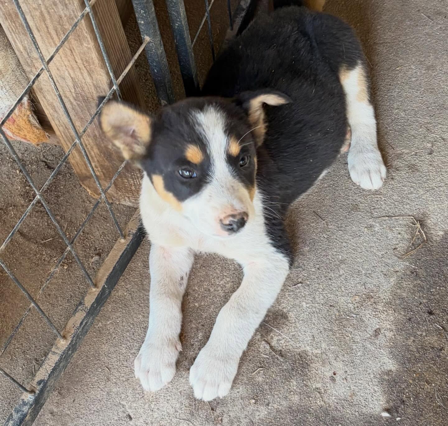"L" boy, a ADOPTABLE mixed breed in Raleigh, NC image 1/5
