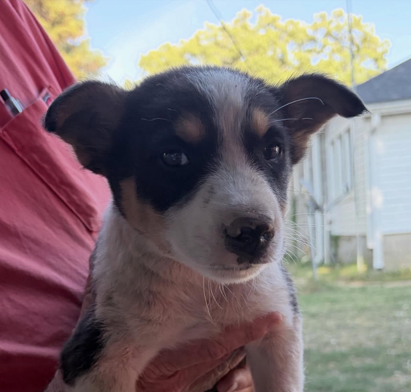 "L" boy, a ADOPTABLE mixed breed in Raleigh, NC image 3/5