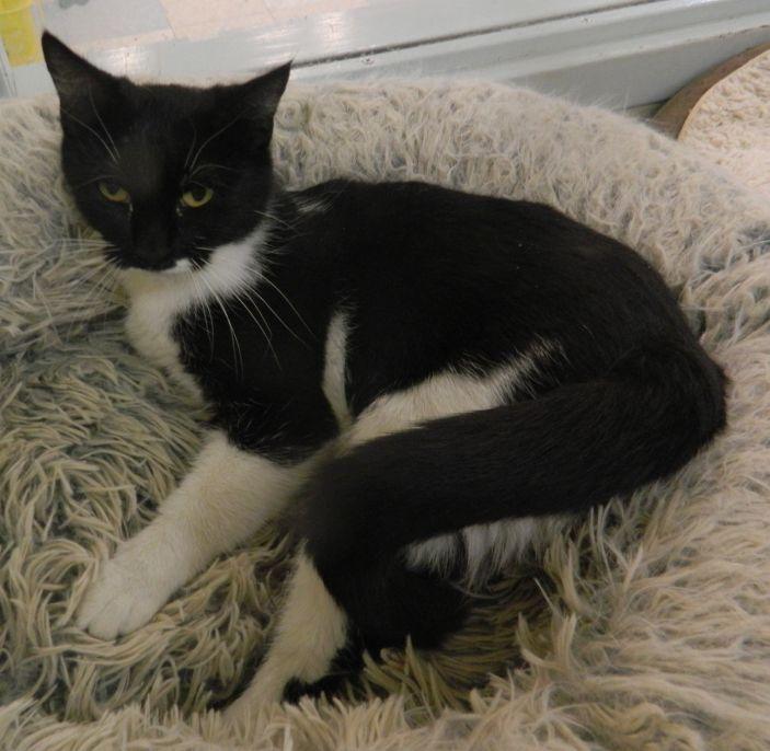 Victoria, ADOPTABLE, Young Female Domestic Short Hair.