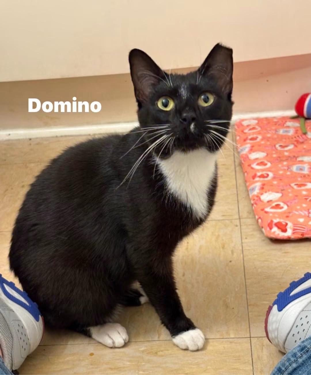 Domino, ADOPTABLE, Young Female Domestic Short Hair.