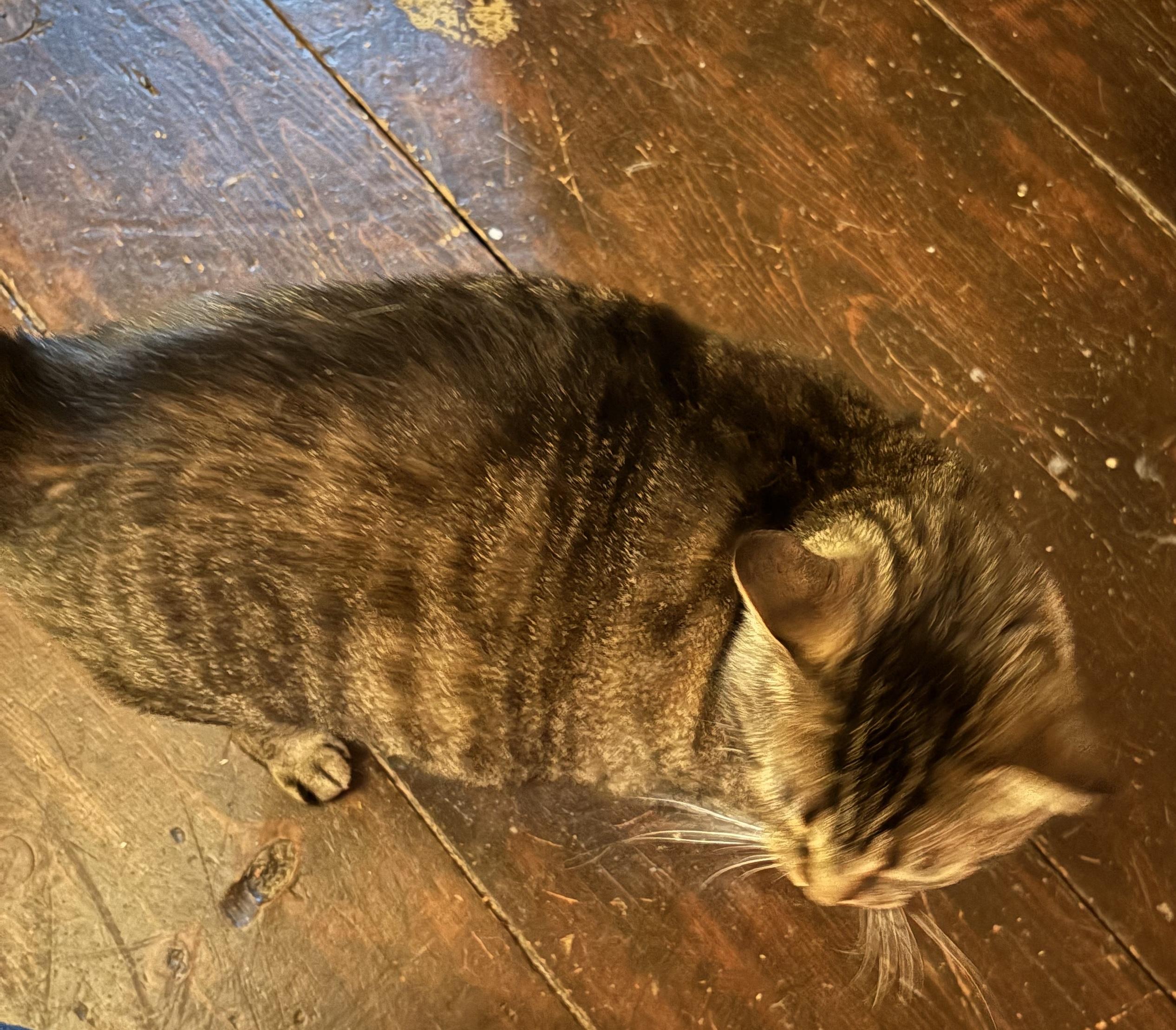 Kitt, Adopted, Adult Male Tabby.