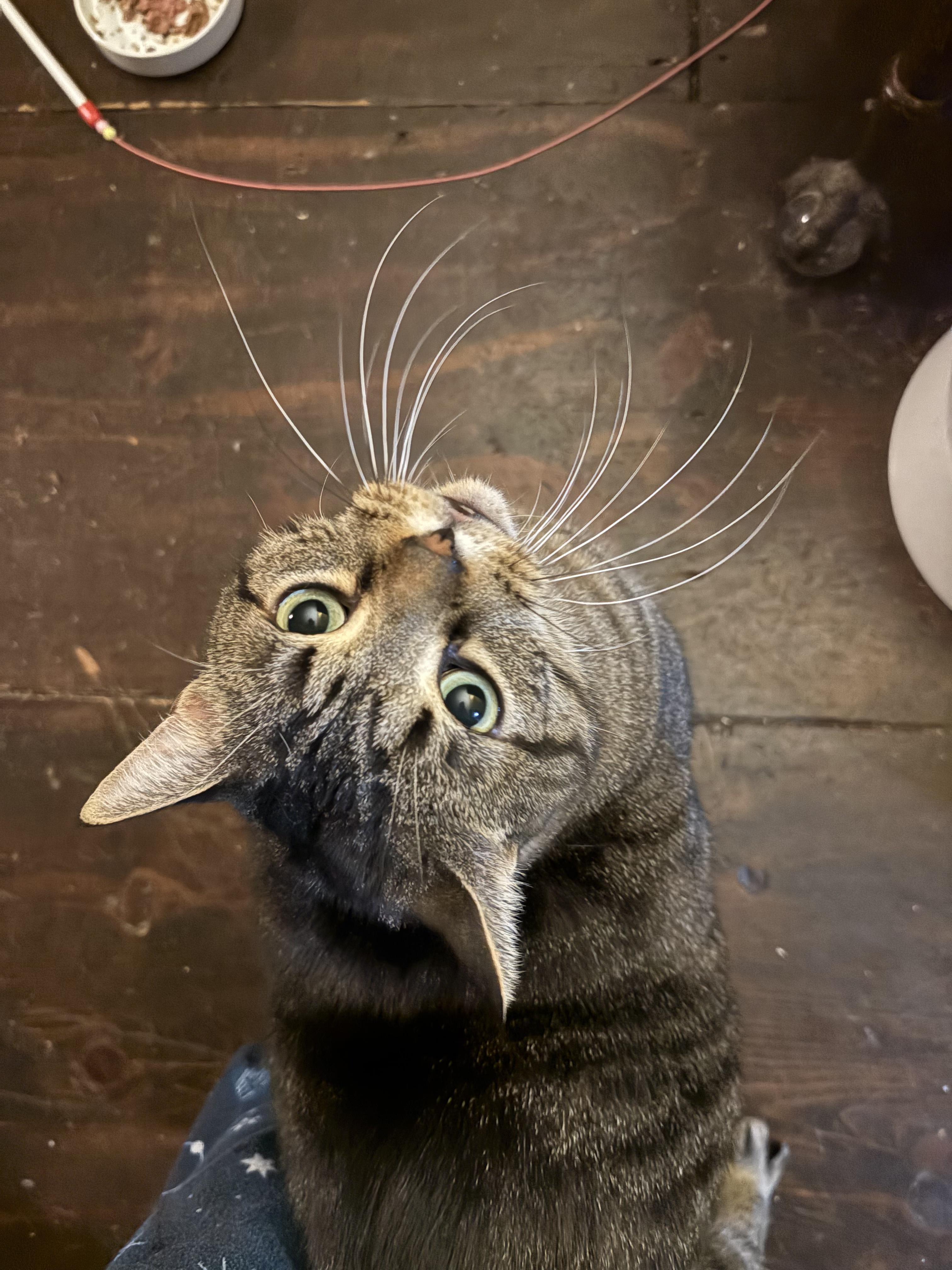 Kitt, a Adopted Tabby in lititz, PA image 2/3