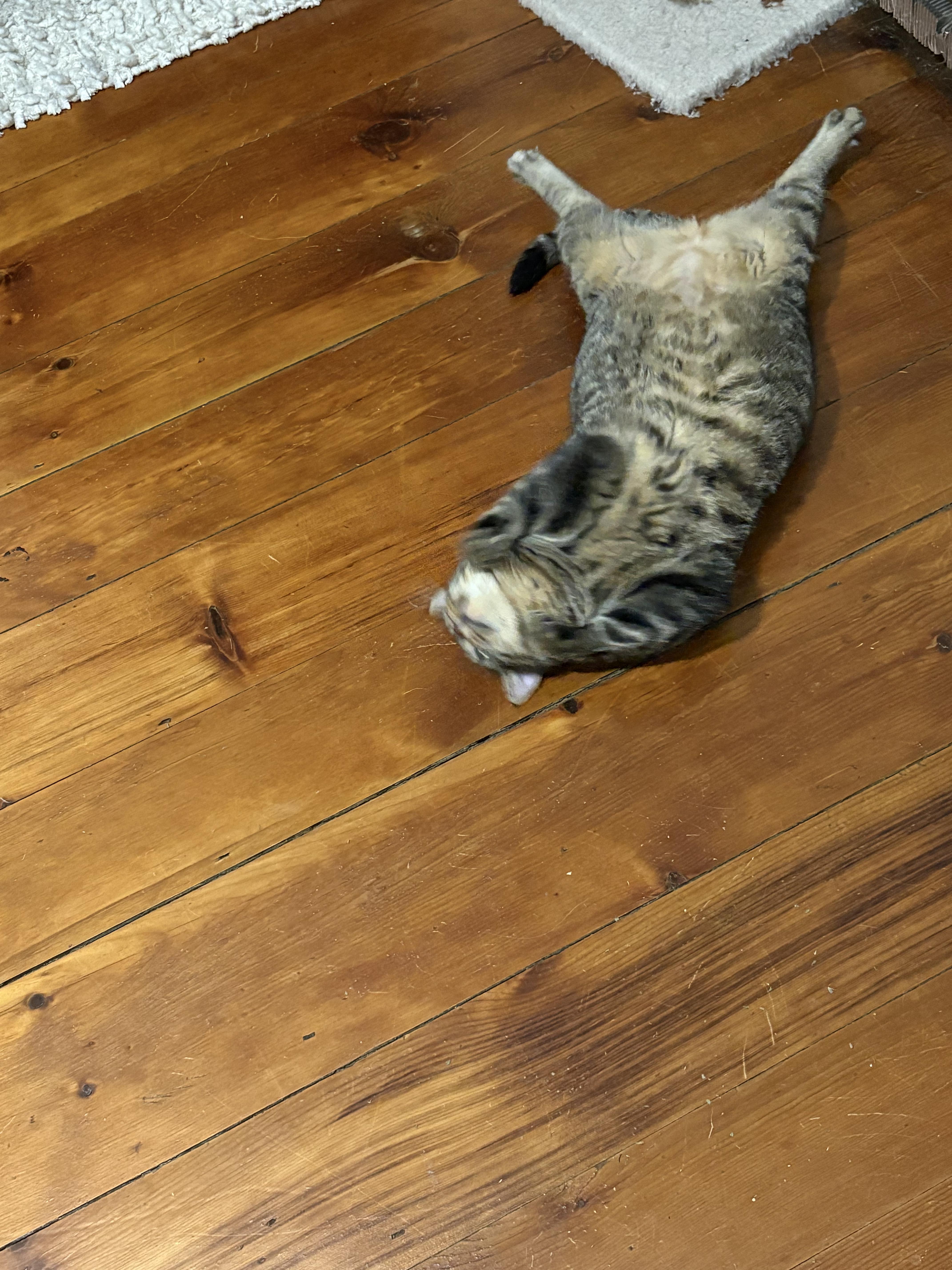 Kitt, a Adopted Tabby in lititz, PA image 3/3