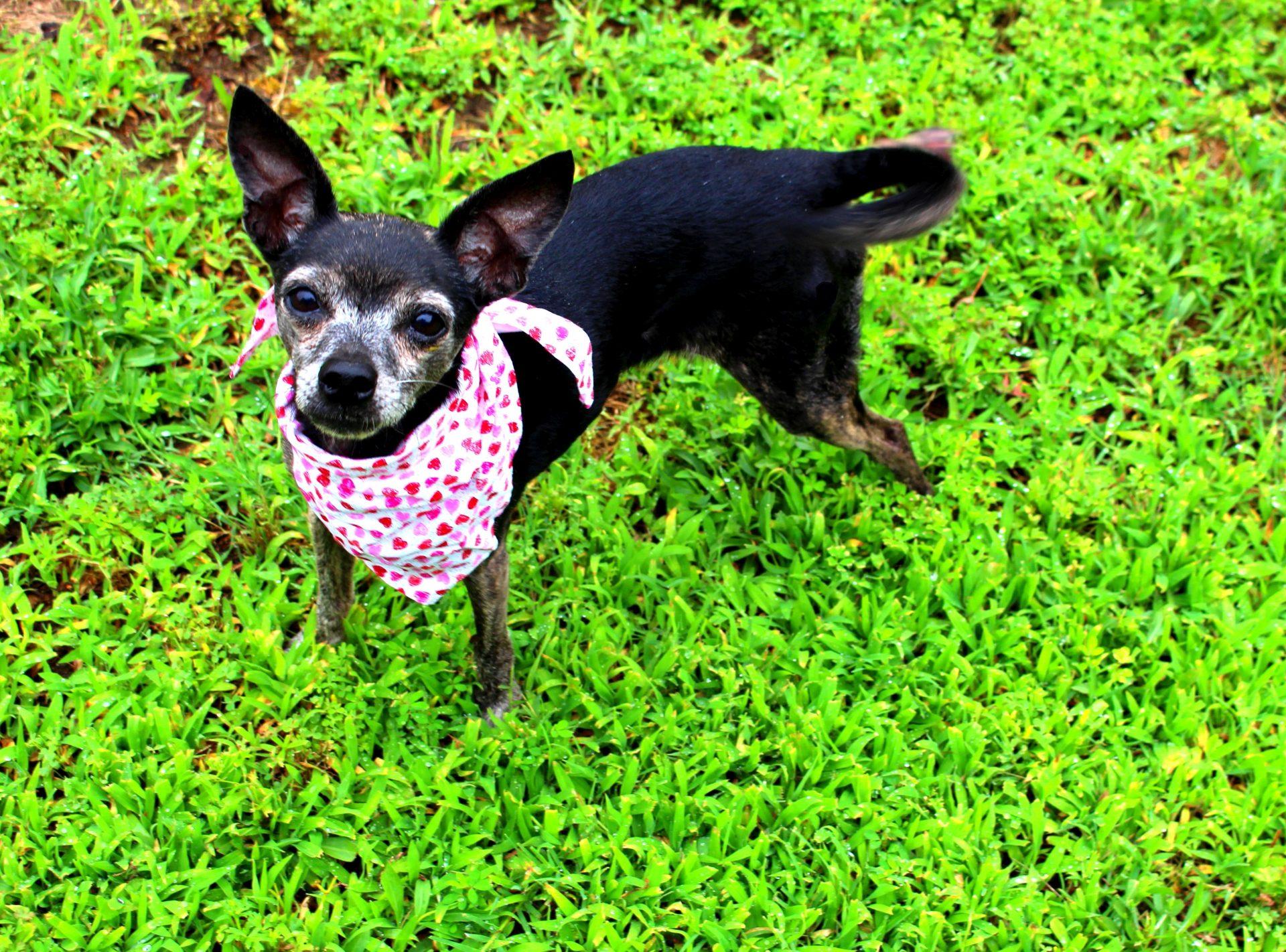 Mindy, Adult Female unknown