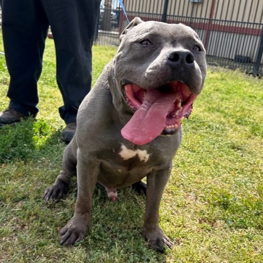 HERCULES, Adoptable, Adult Male American Bully.