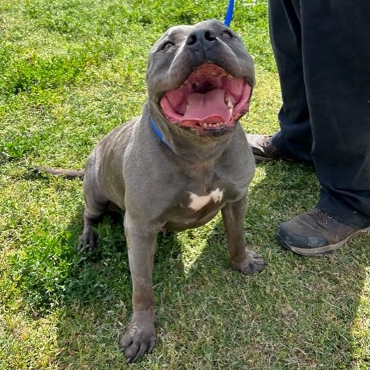 HERCULES, a Adoptable American Bully in Delano, CA image 2/4