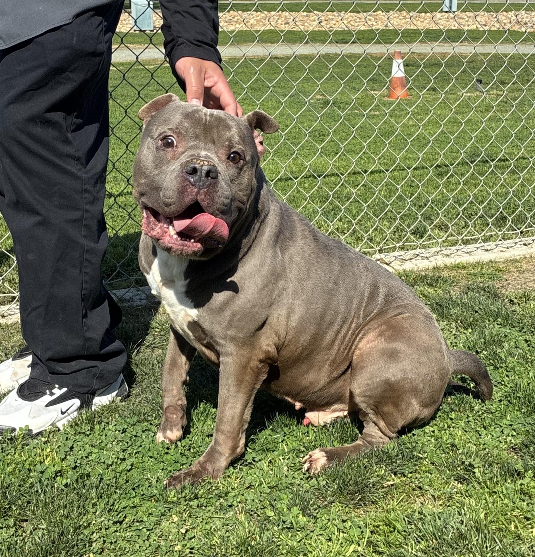 Enlarge HERCULES, an adoptable American Bully in Delano, CA image 1/3