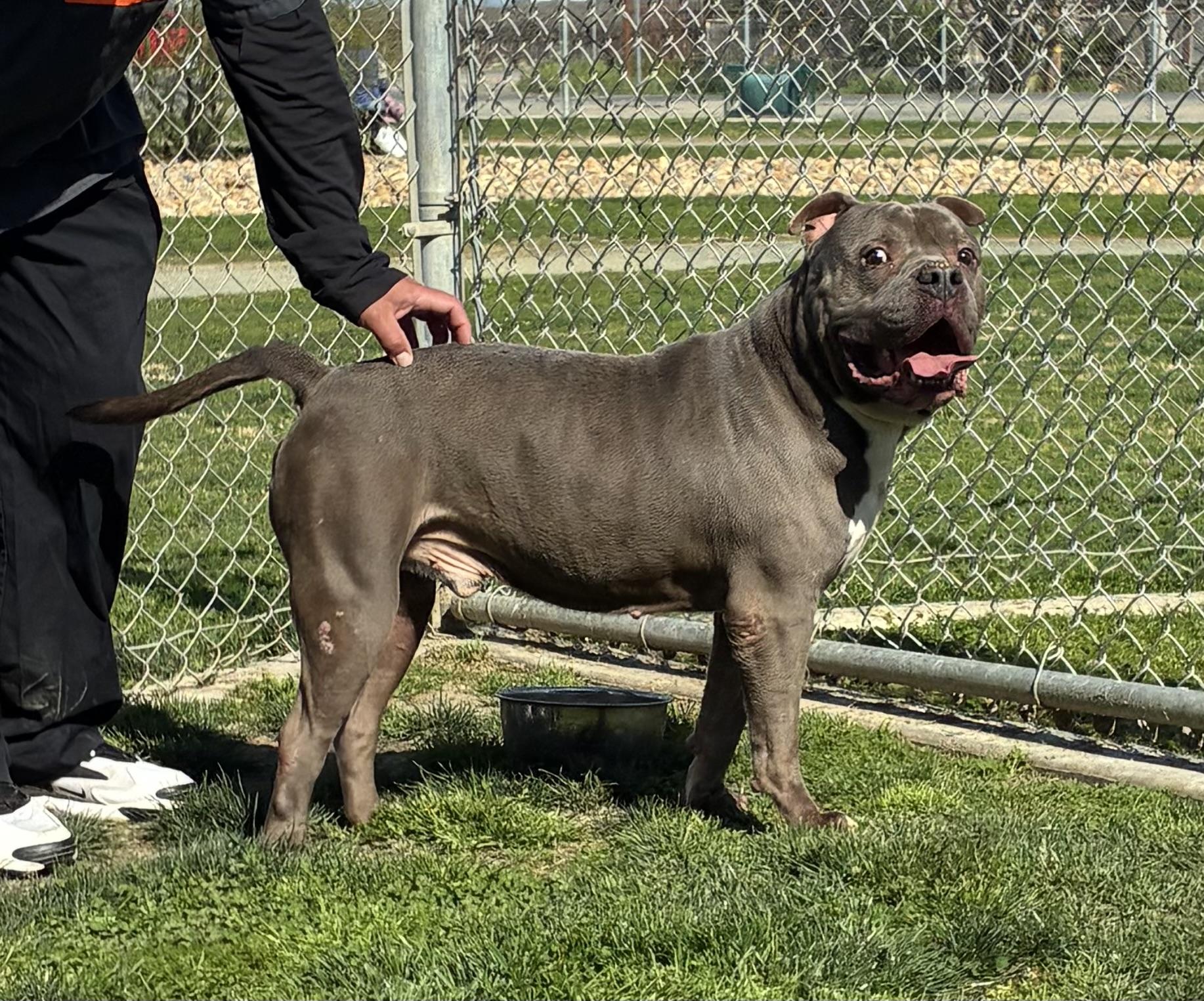 Enlarge HERCULES, an adoptable American Bully in Delano, CA image 2/3