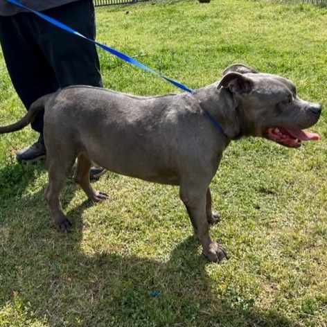HERCULES, a Adoptable American Bully in Delano, CA image 4/4