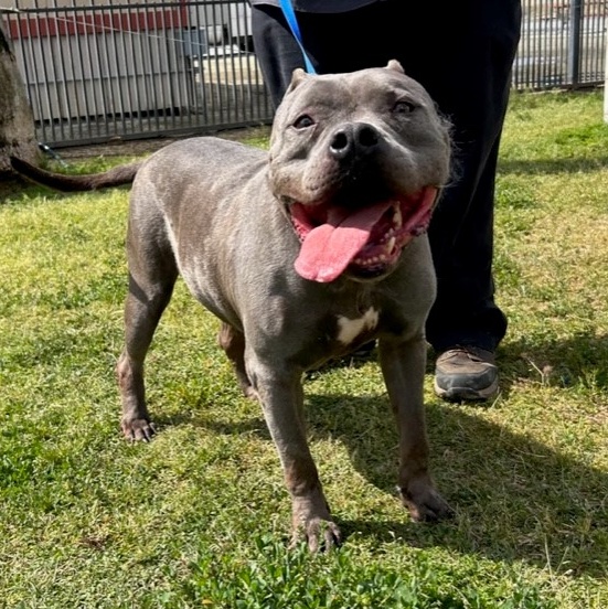 HERCULES, a Adoptable American Bully in Delano, CA image 3/4