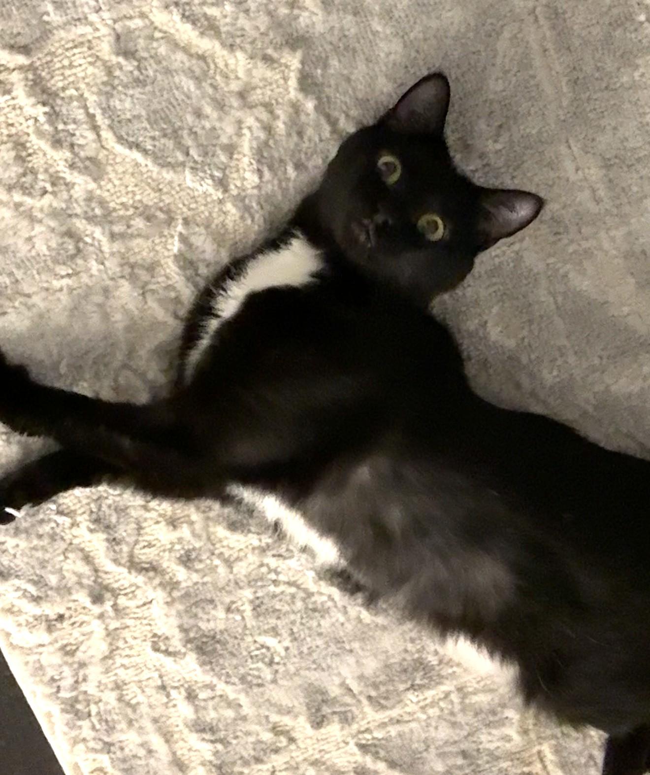 Enlarge Bear, a ADOPTABLE Tuxedo in Bentonville, AR image 2/2