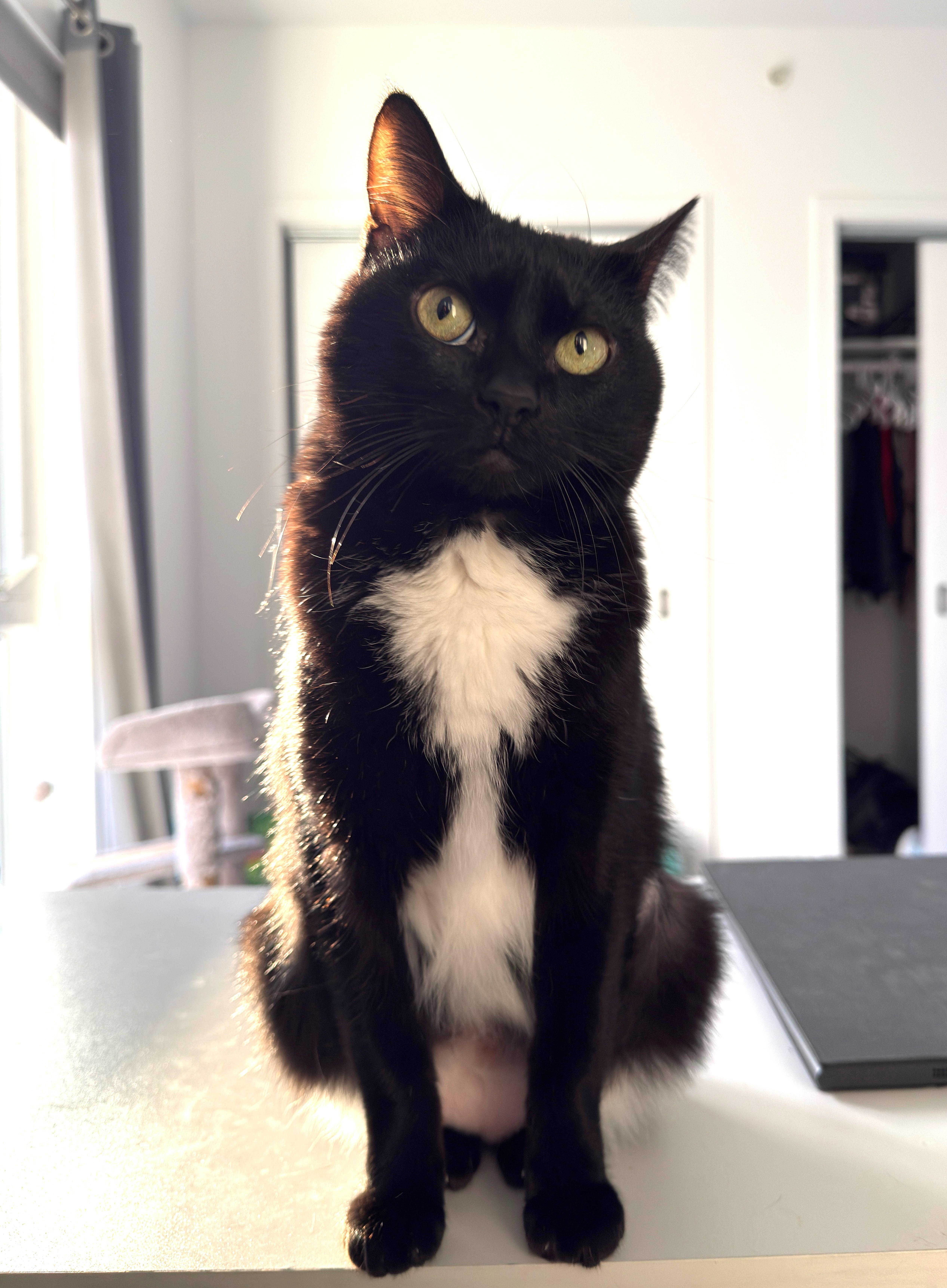 Bear, ADOPTABLE, Adult Female Tuxedo.
