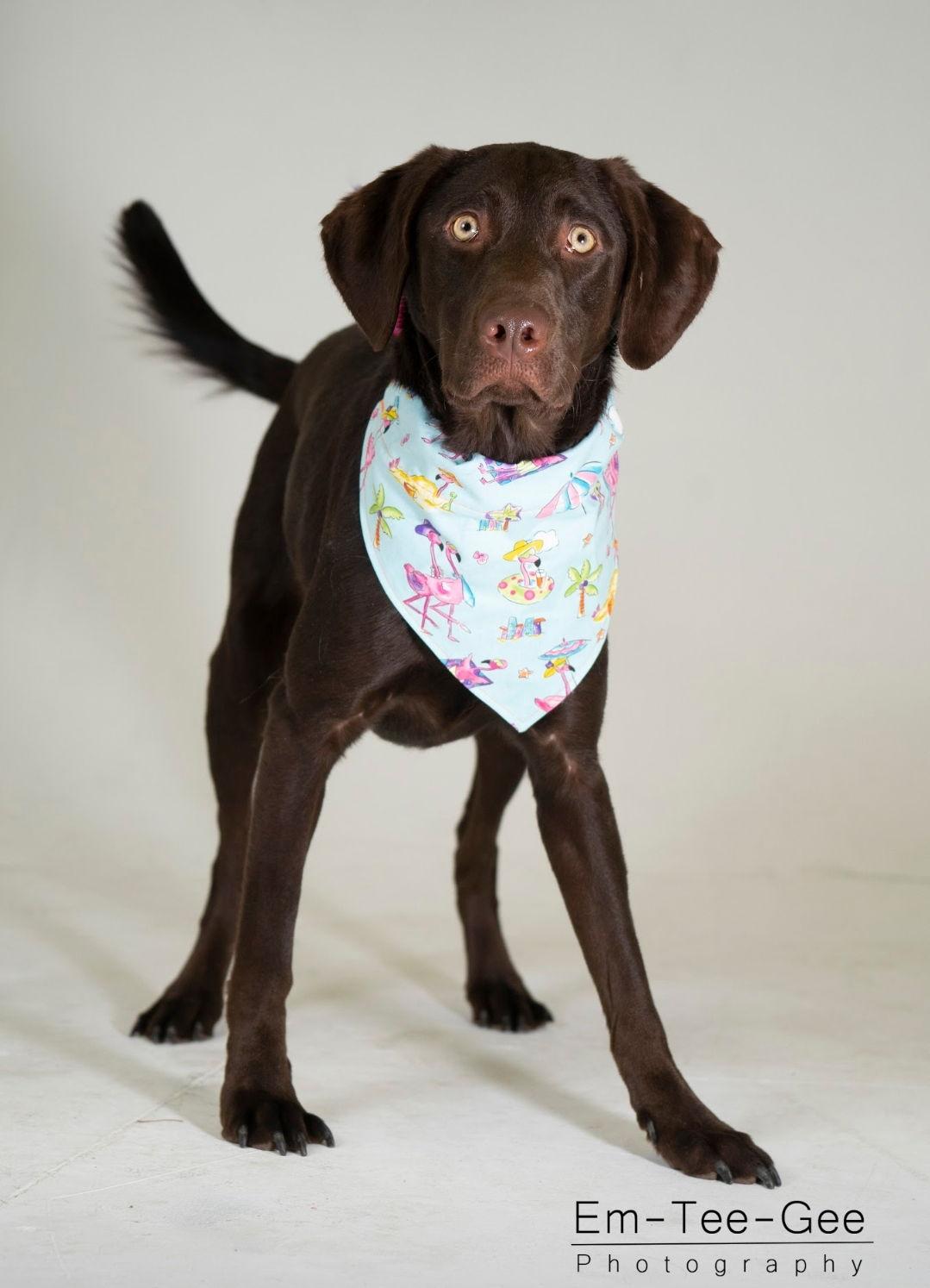 (LAB), a Adopted mixed breed in Gretna, NE image 2/3