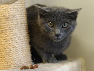 Enlarge Tracy, a ADOPTABLE mixed breed in Anaconda, MT image 4/4