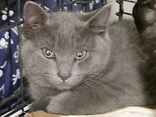 Enlarge Tracy, a ADOPTABLE mixed breed in Anaconda, MT image 2/4