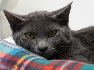 Tracy, ADOPTABLE, Young Male Domestic Short Hair.