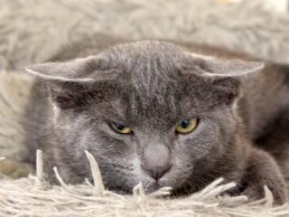 Enlarge Tracy, a ADOPTABLE mixed breed in Anaconda, MT image 3/4
