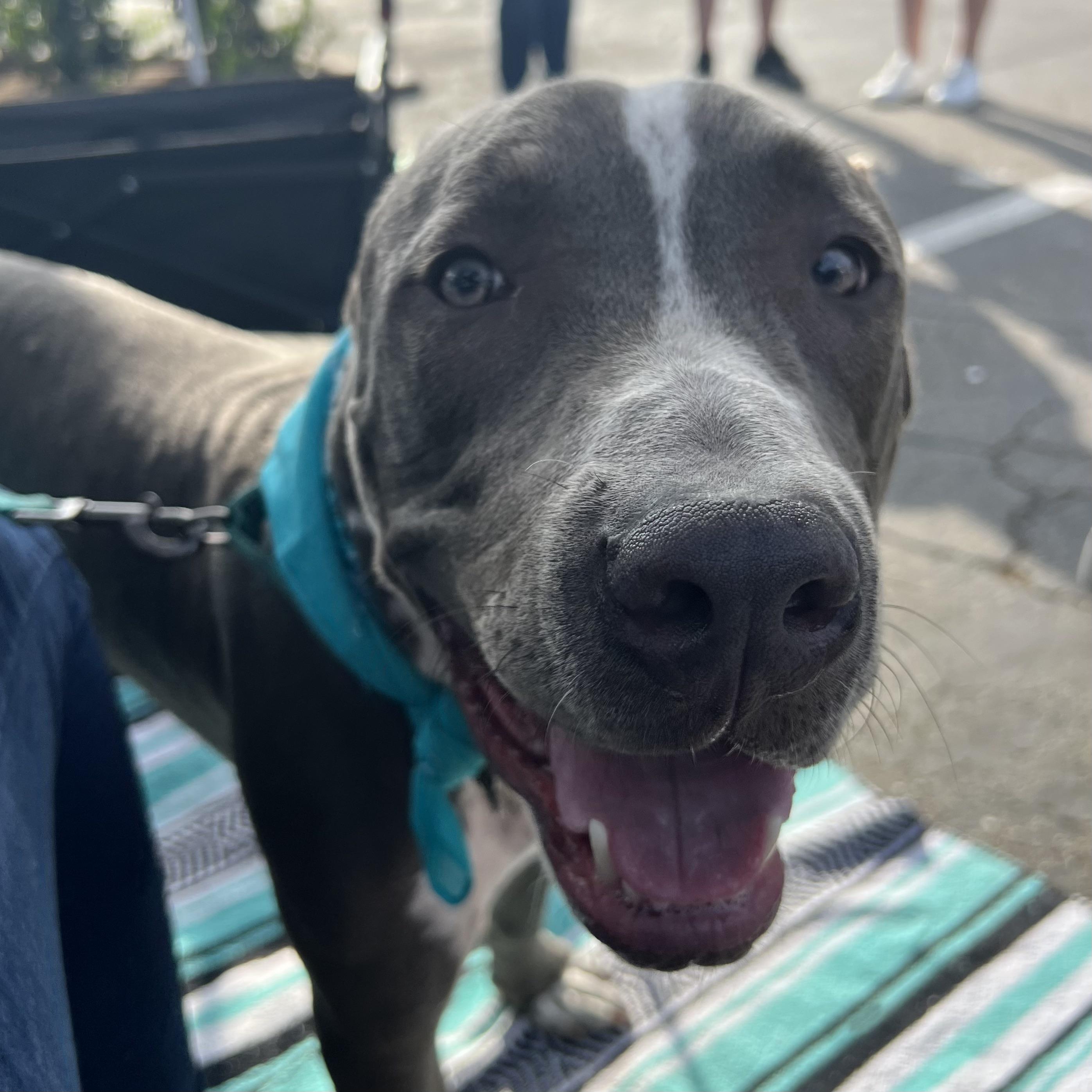 Enlarge Gunther, a Adopted Pit Bull Terrier in Long Beach, CA image 2/3