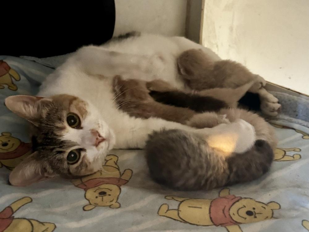 Genesis, Adoptable, Young Female Calico.