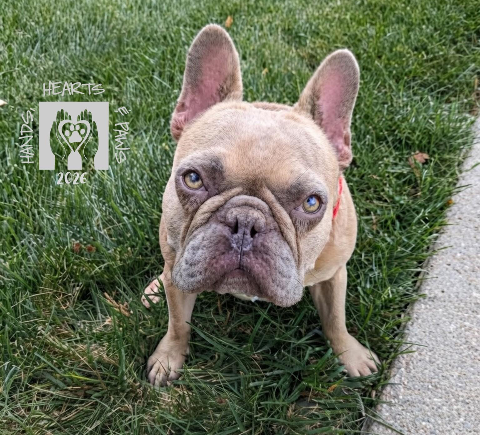 Enlarge Tanky, a ADOPTABLE French Bulldog in Omaha, NE image 6/6
