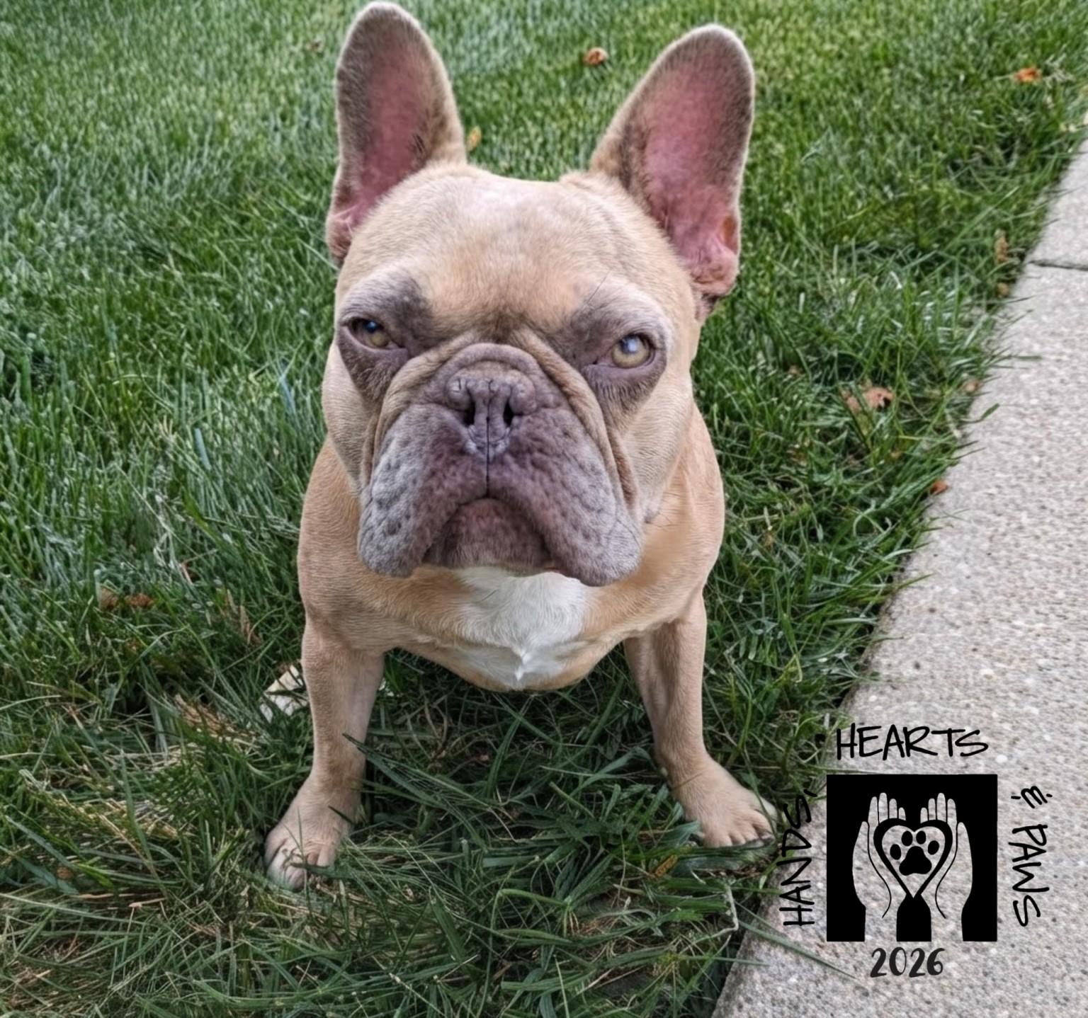 Enlarge Tanky, a ADOPTABLE French Bulldog in Omaha, NE image 5/6