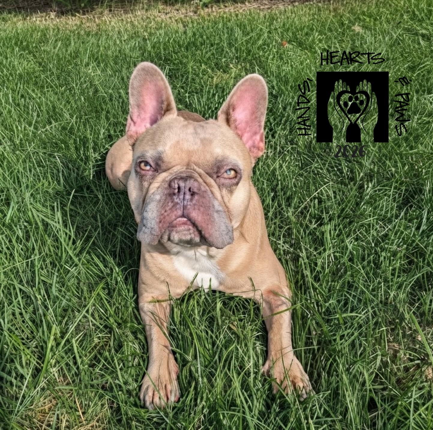 Enlarge Tanky, a ADOPTABLE French Bulldog in Omaha, NE image 1/6