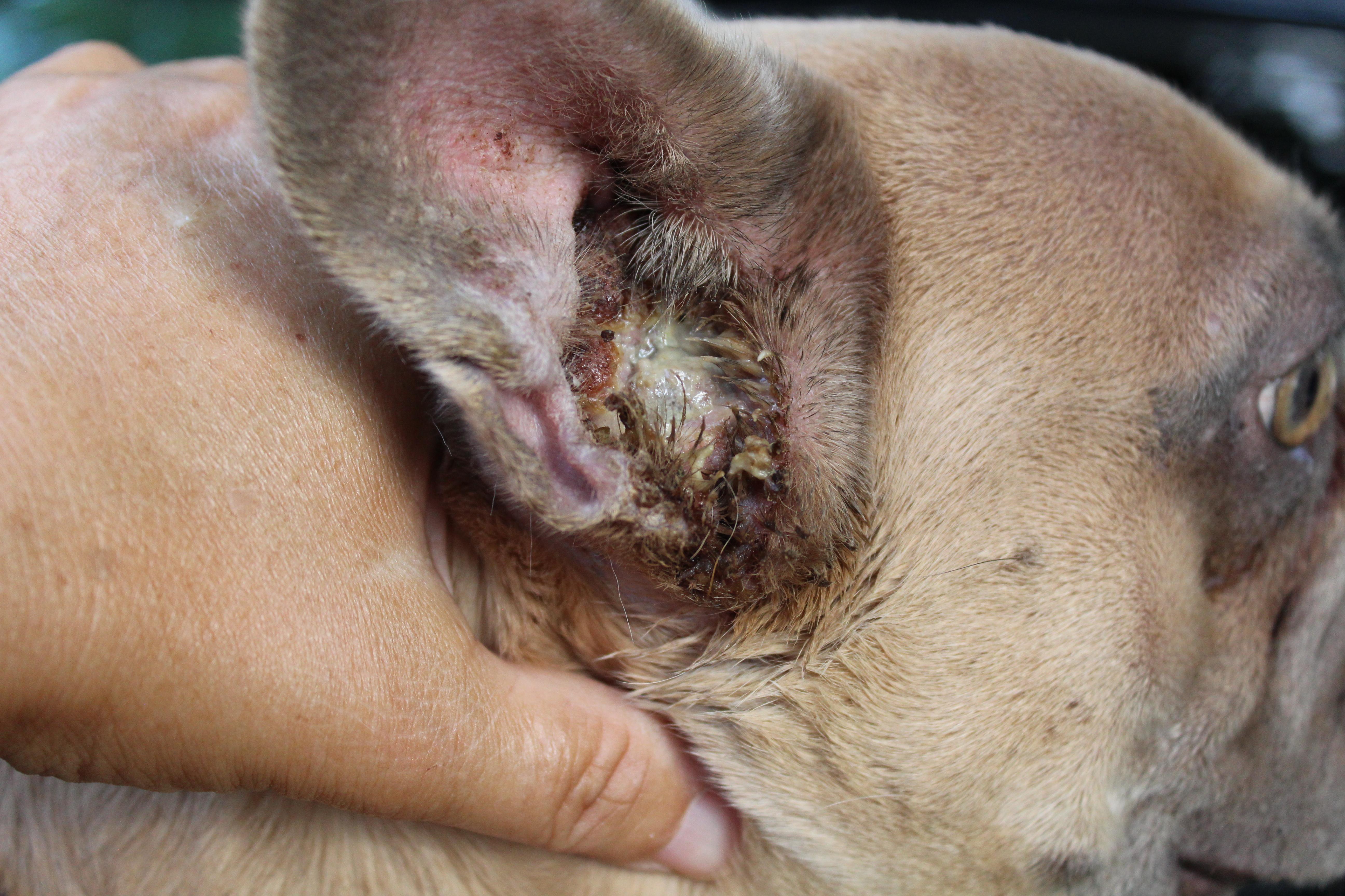 Tanky-MEDICAL HOLD, a ADOPTABLE French Bulldog in Omaha, NE image 2/3