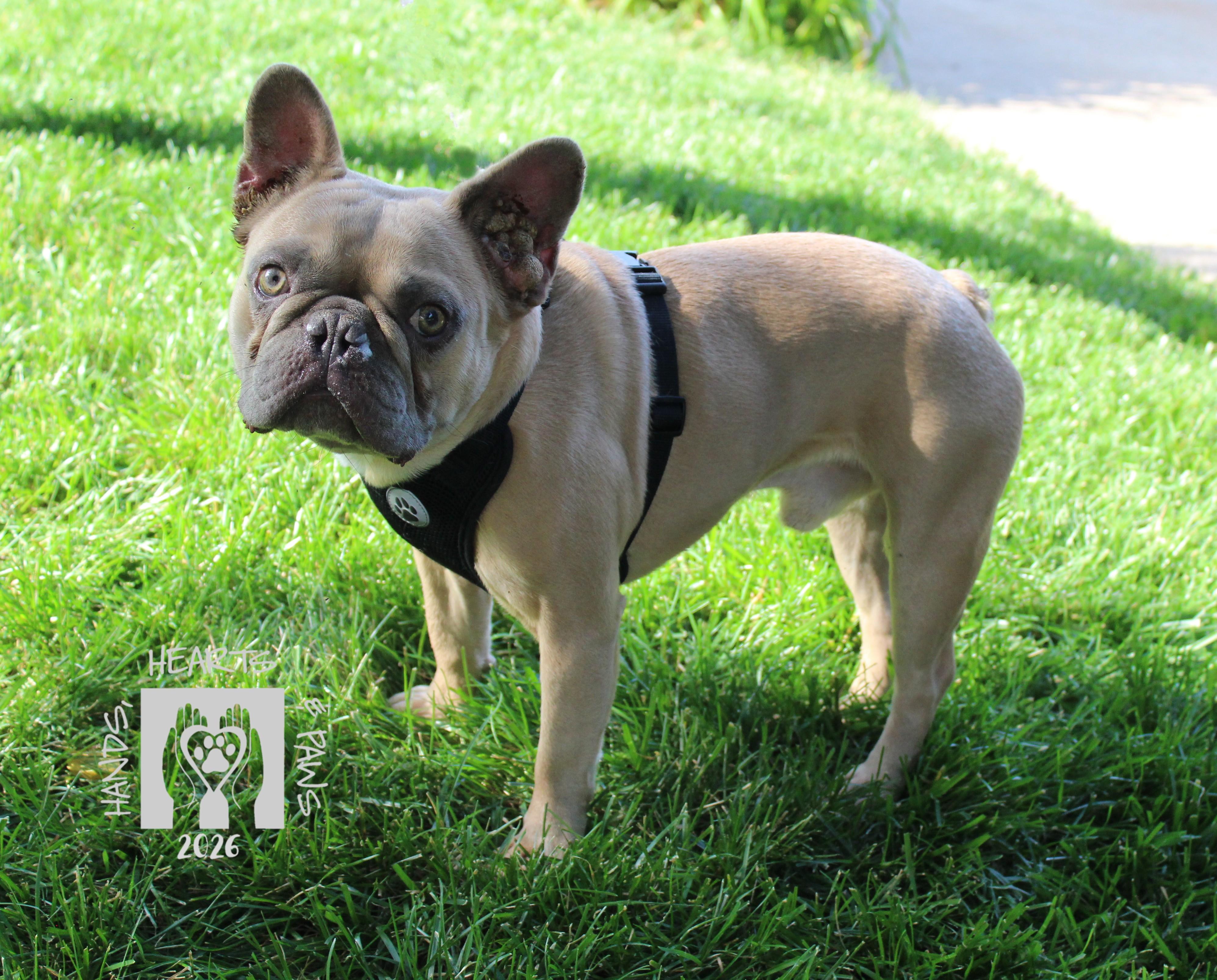 Tanky-MEDICAL HOLD, a ADOPTABLE French Bulldog in Omaha, NE image 1/3