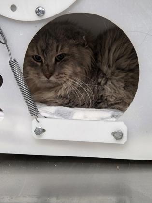 Kossa - WORKING CAT, Adoptable, Young Male Domestic Short Hair & Domestic Short Hair.