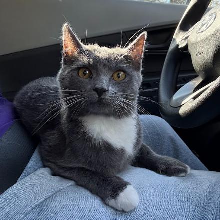 Minerva (A Gamer Lapcat), ADOPTABLE, Young Female Domestic Short Hair.