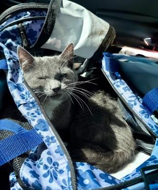 Enlarge Minerva (A Gamer Lapcat), an adopted Domestic Short Hair in Everett, WA image 2/2