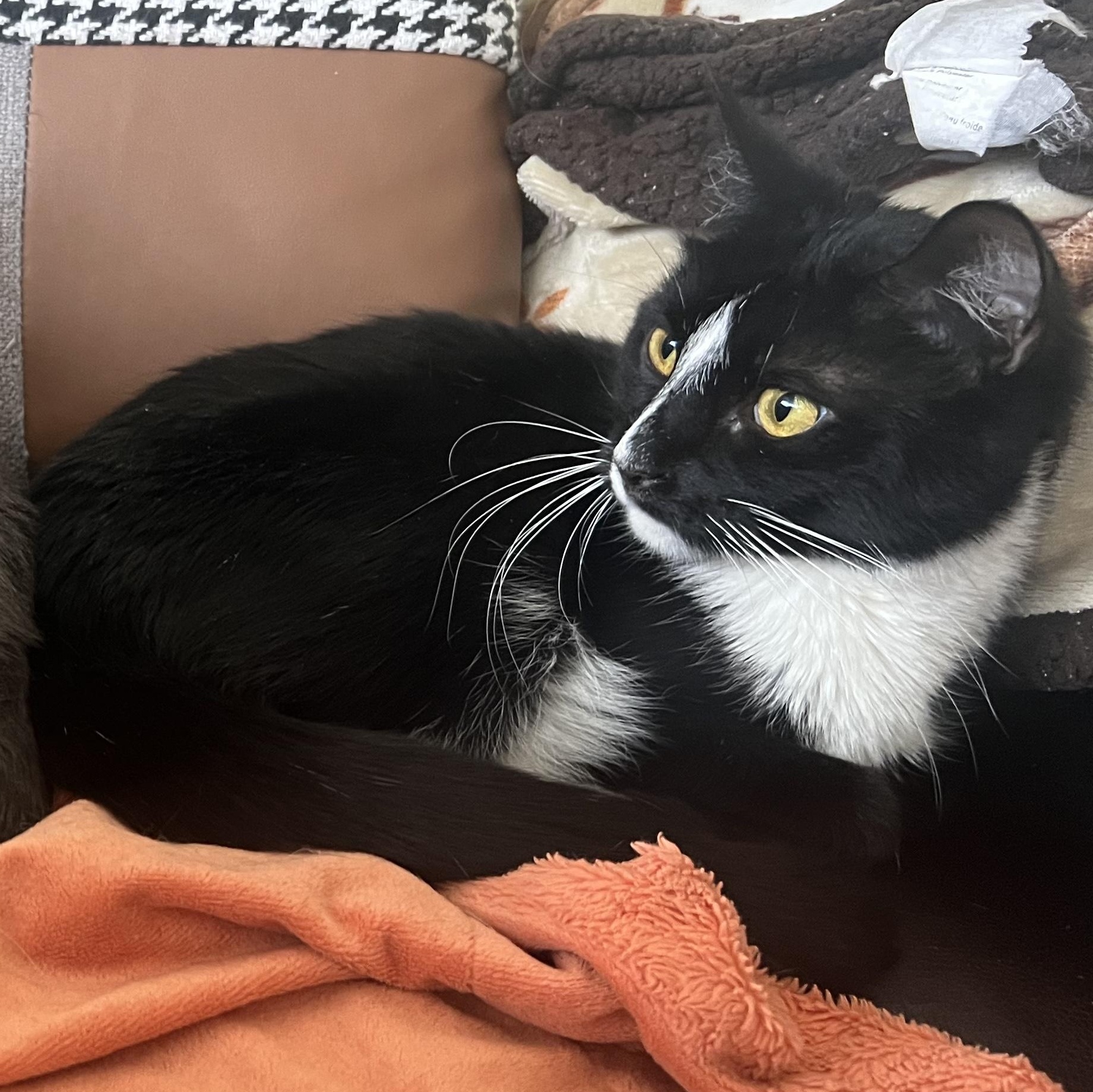Enlarge Anakin & Darth, an adopted mixed breed in Hyattsville, MD image 5/6