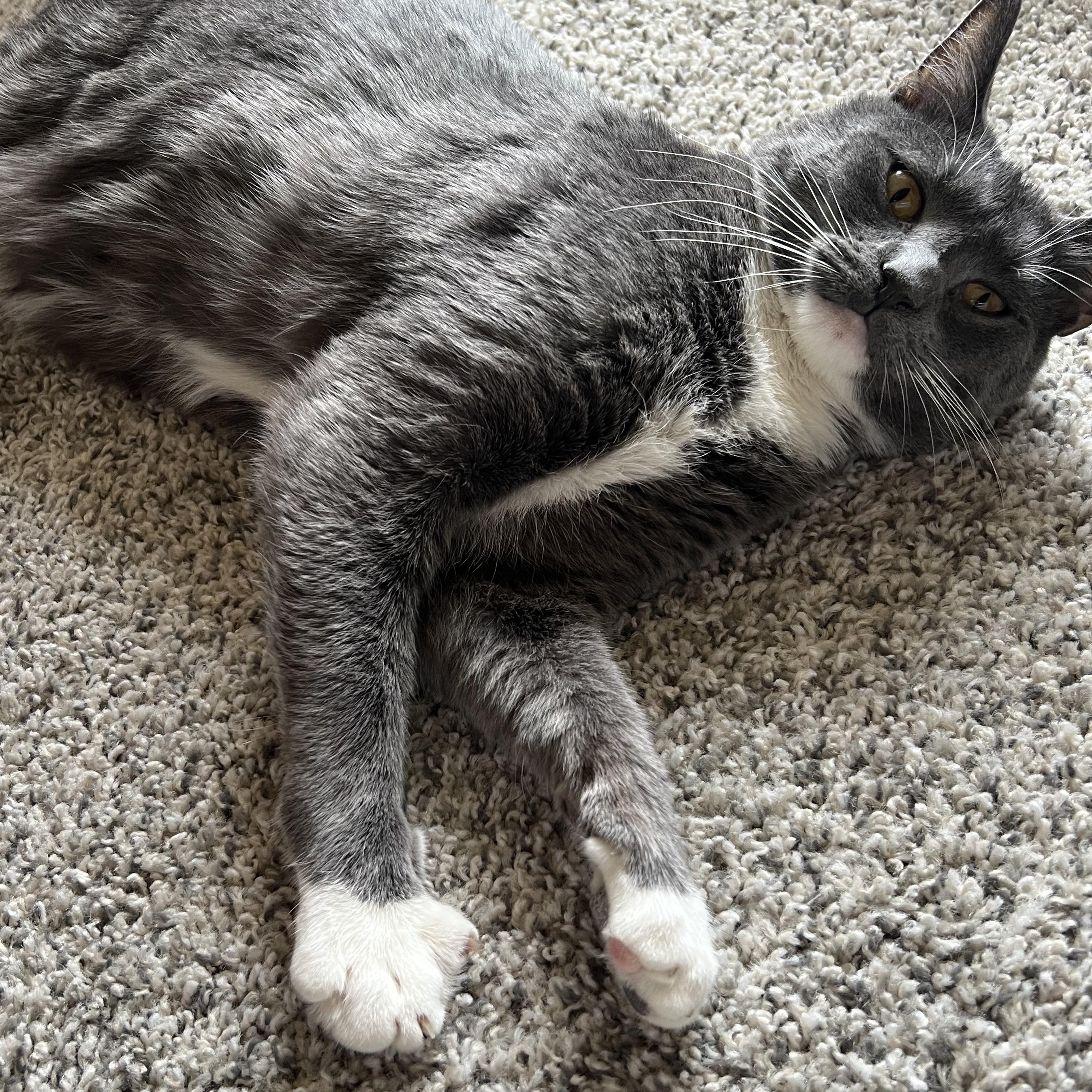 Enlarge Anakin & Darth, an adopted mixed breed in Hyattsville, MD image 6/6