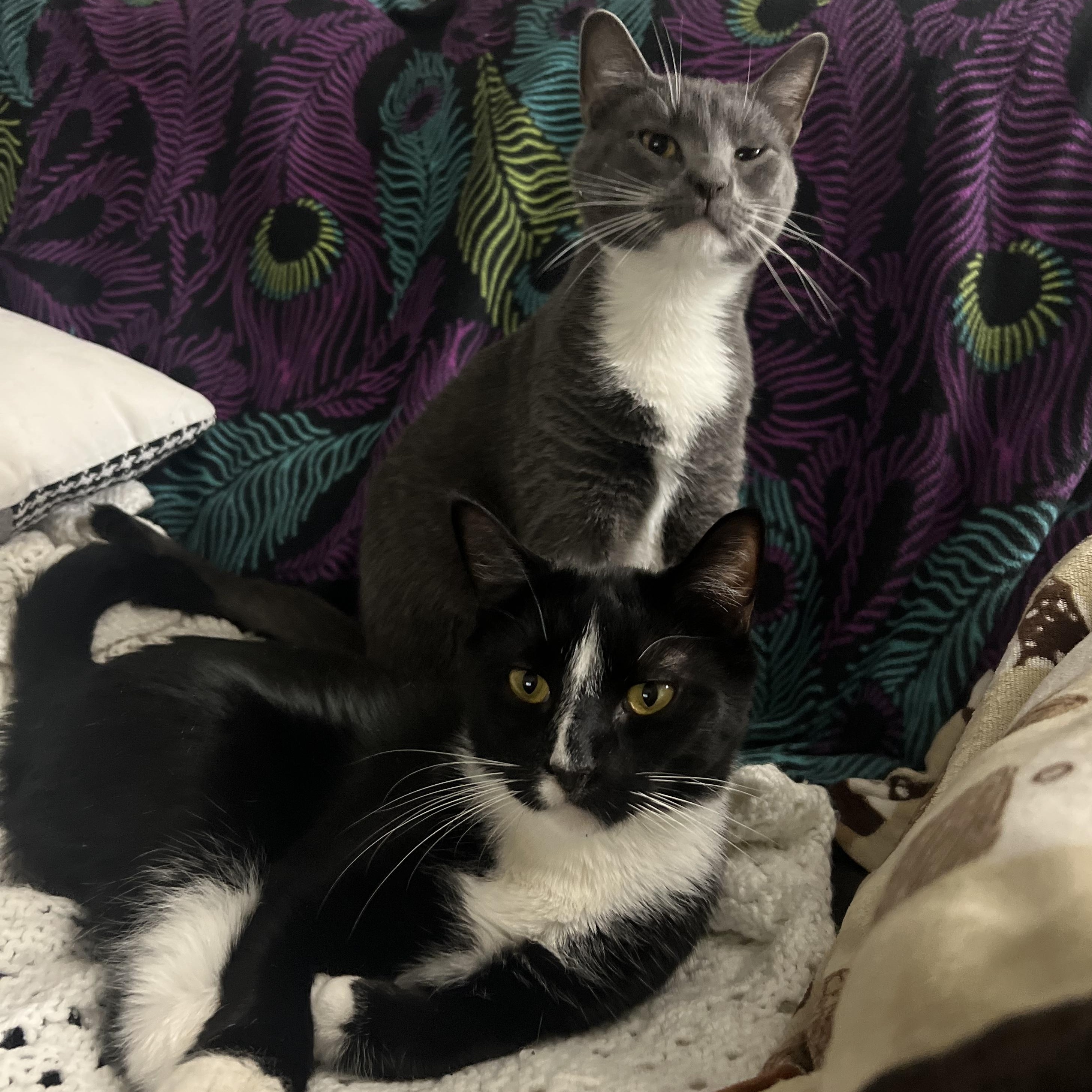 Anakin & Darth, adopted, Young Male Tuxedo & Russian Blue.