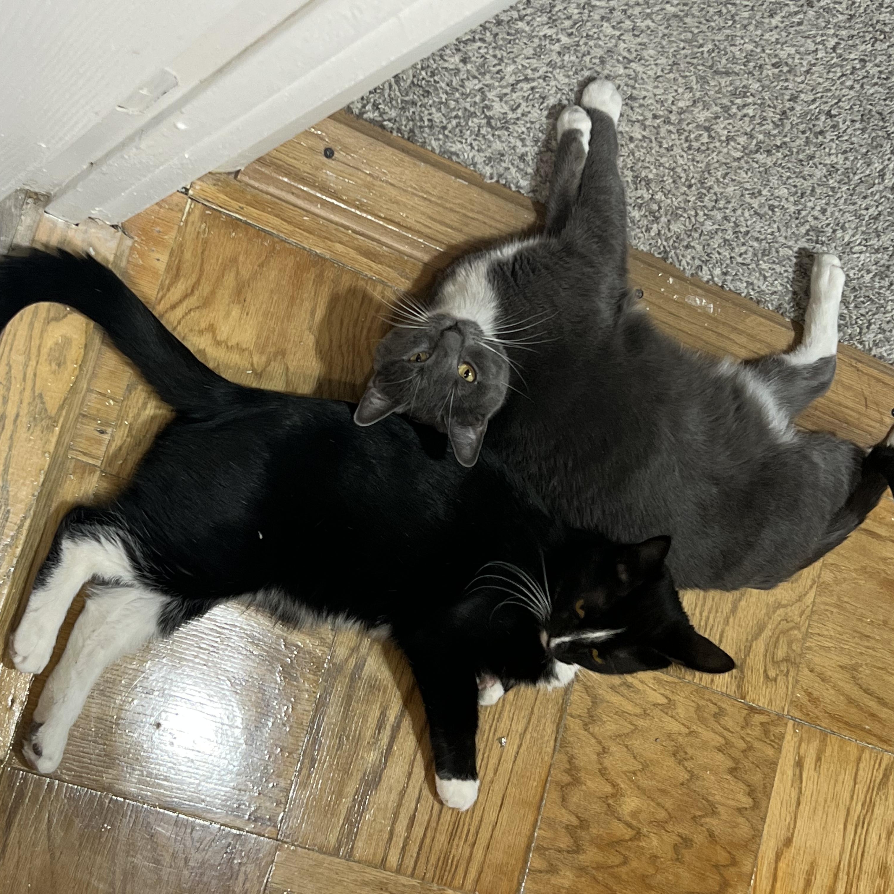 Enlarge Anakin & Darth, an adopted mixed breed in Hyattsville, MD image 4/6