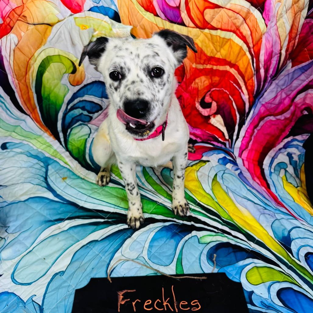 Freckles, a Adoptable mixed breed in Franklin, NC image 1/6