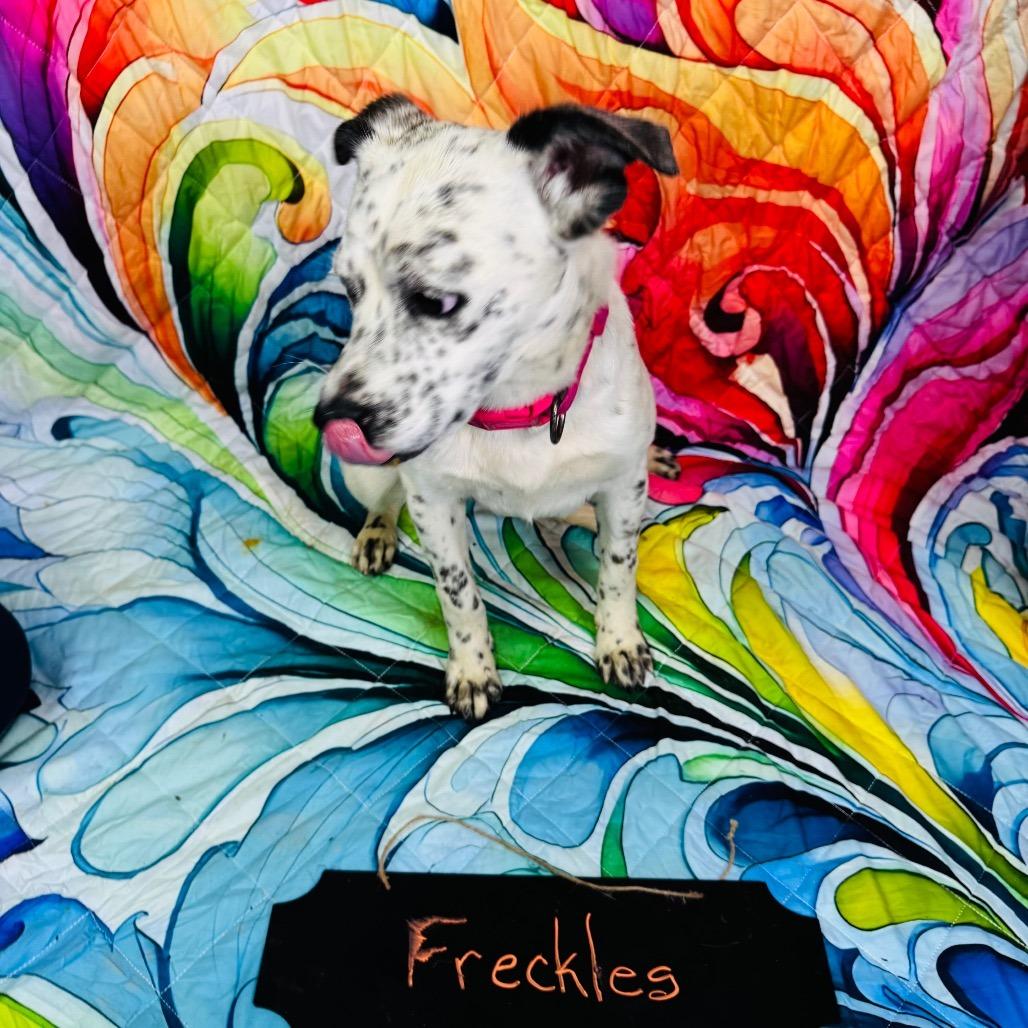 Freckles, a Adoptable mixed breed in Franklin, NC image 5/6