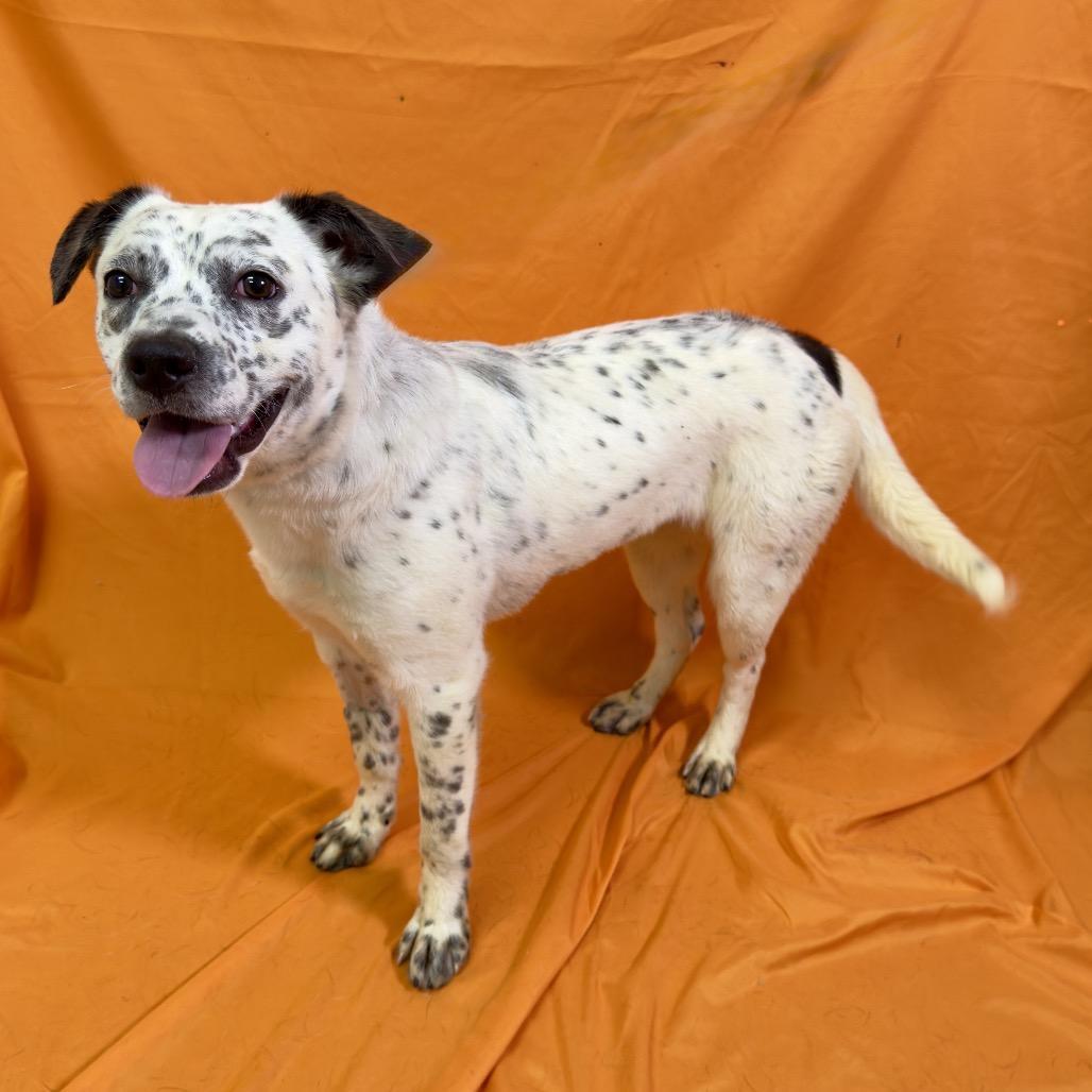 Freckles, a Adoptable mixed breed in Franklin, NC image 5/6
