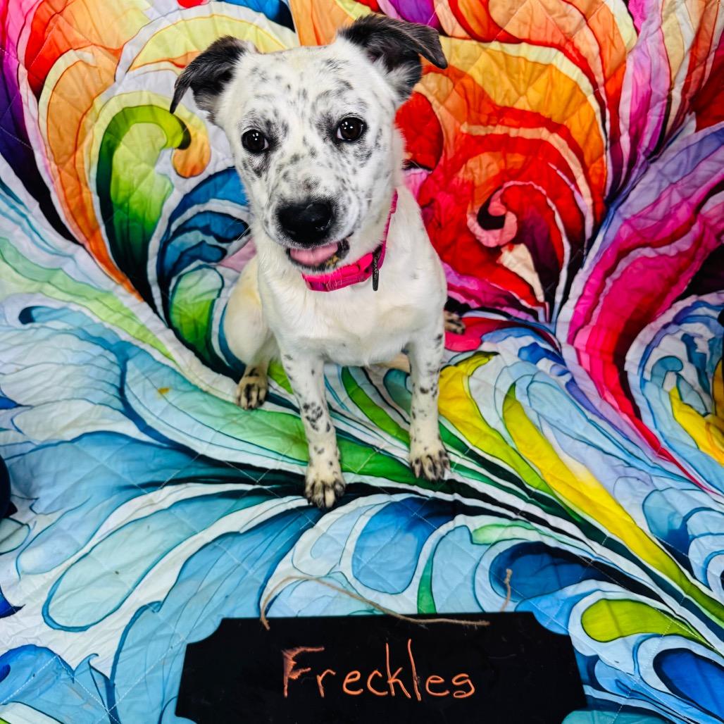 Freckles, a Adoptable mixed breed in Franklin, NC image 6/6