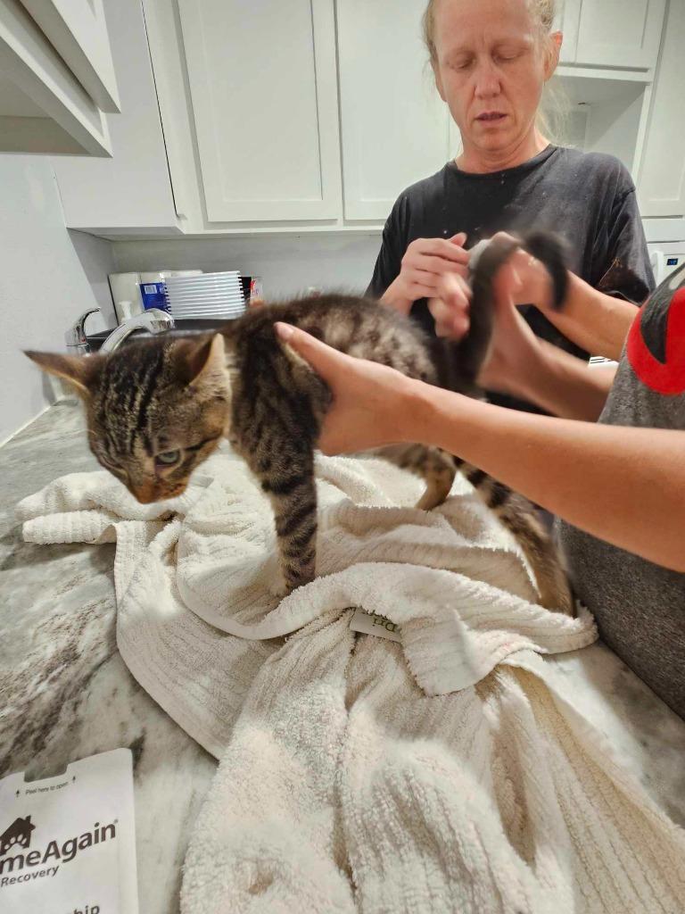 OK Charlie, Adoptable, Adult Male Domestic Short Hair.