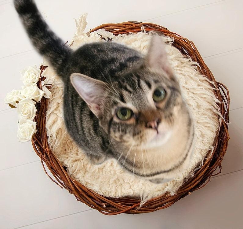 Enlarge OK Charlie, a Adoptable mixed breed in Richland Hills, TX image 2/2