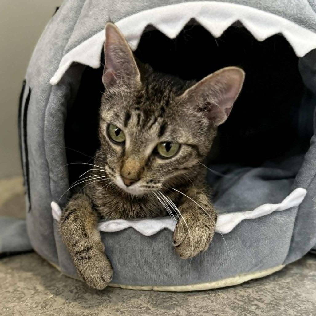 Lady Pawga, Adoptable, Young Female Domestic Short Hair.