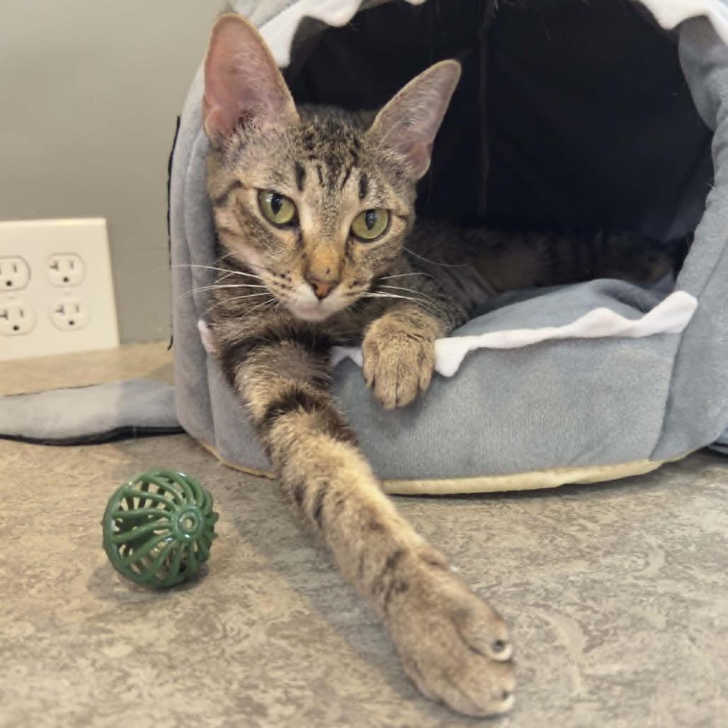 Enlarge Lady Pawga, a Adoptable Domestic Short Hair in Wichita, KS image 2/5