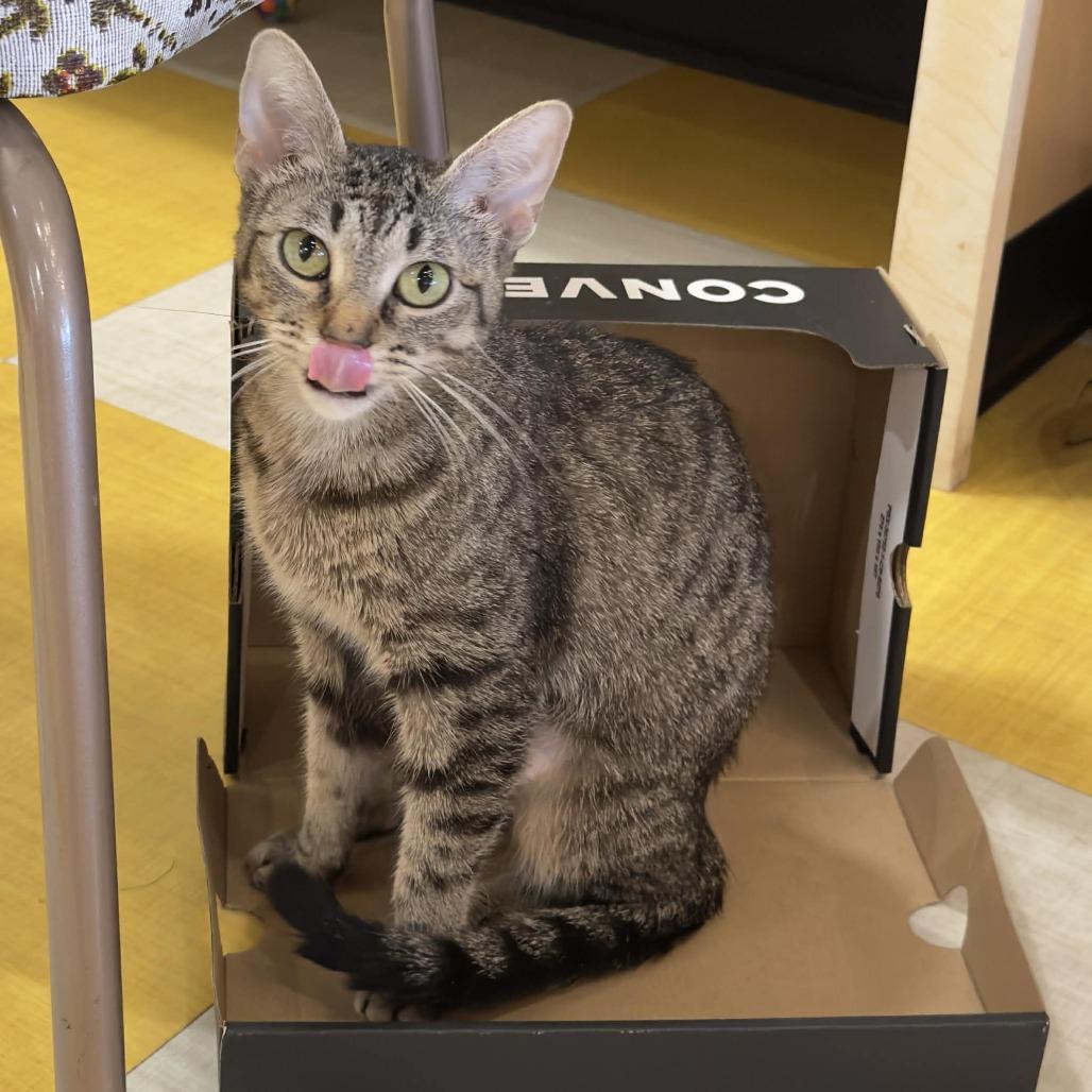 Enlarge Lady Pawga, a Adoptable Domestic Short Hair in Wichita, KS image 3/5